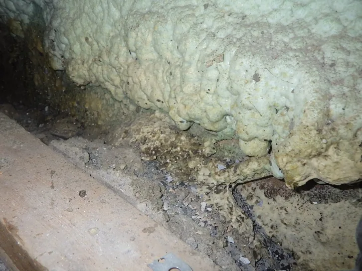Détection de taches de moisissure sur l'uréthane d'une fondation par l'inspecteur en bâtiment.