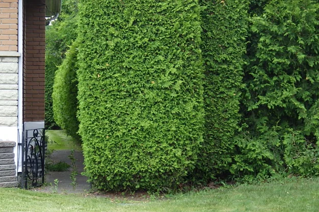 Constat d'inspection à Blainville : vue d'une pente de terrain négative qui favorise les infiltrations d'eau vers les fondations de la maison.