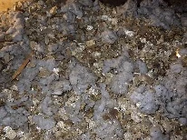 Vignette du quartier Belmont à Sainte-Thérèse : isolant de vermiculite dans un entretoit