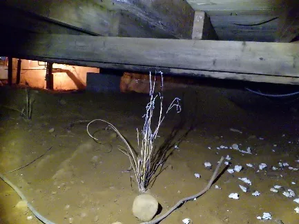 Inspection d'un vide sanitaire humide avec solives de bois endommagées à Bois-des-Filion.